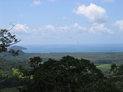 CairnsTC353 Daintree